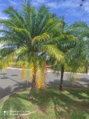 Phoenix roebelenii ou Dattier nain