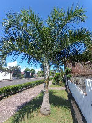 Chrysalidocarpus madagascariensis (Palmier Plume)