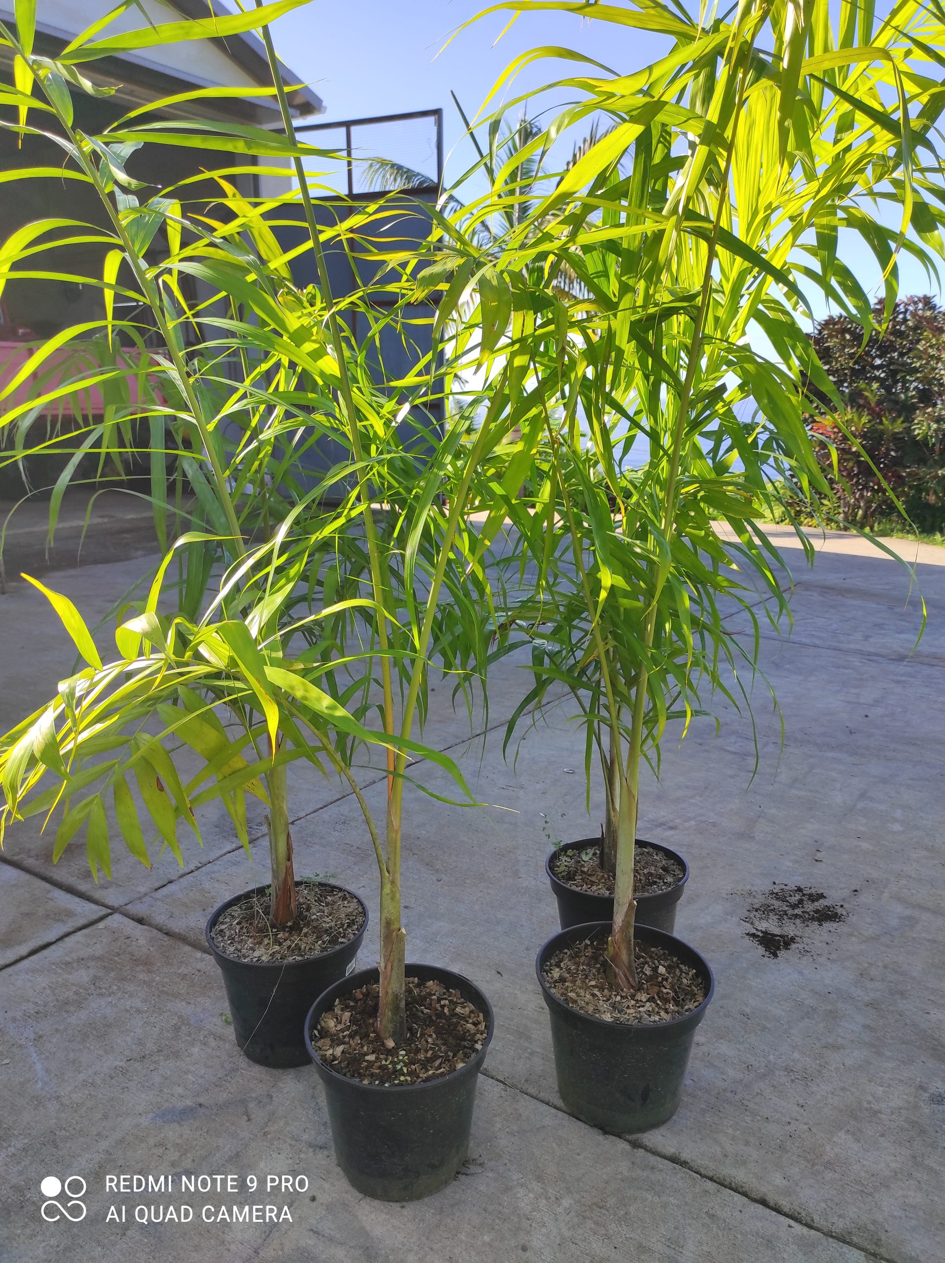 Chrysalidocarpus madagascariensis (Palmier Plume) – Image 2